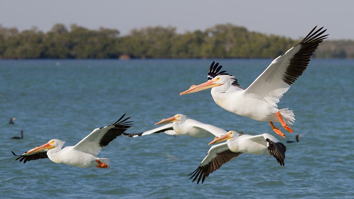 Weisser Pelikan Pelecanus erythrorhynchos  American White Pelican